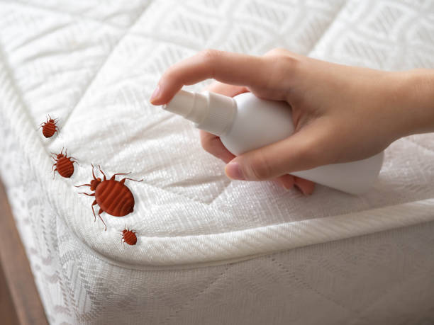 Best Cockroach Control Services  in Orange Blossom, CA